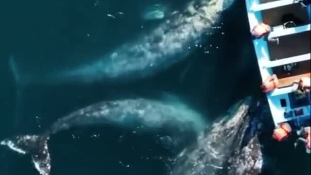 Enormous humpback whales 🐳💙