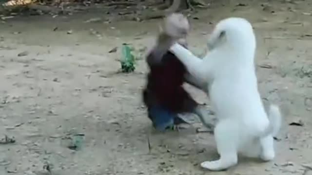 Monkey and Dog