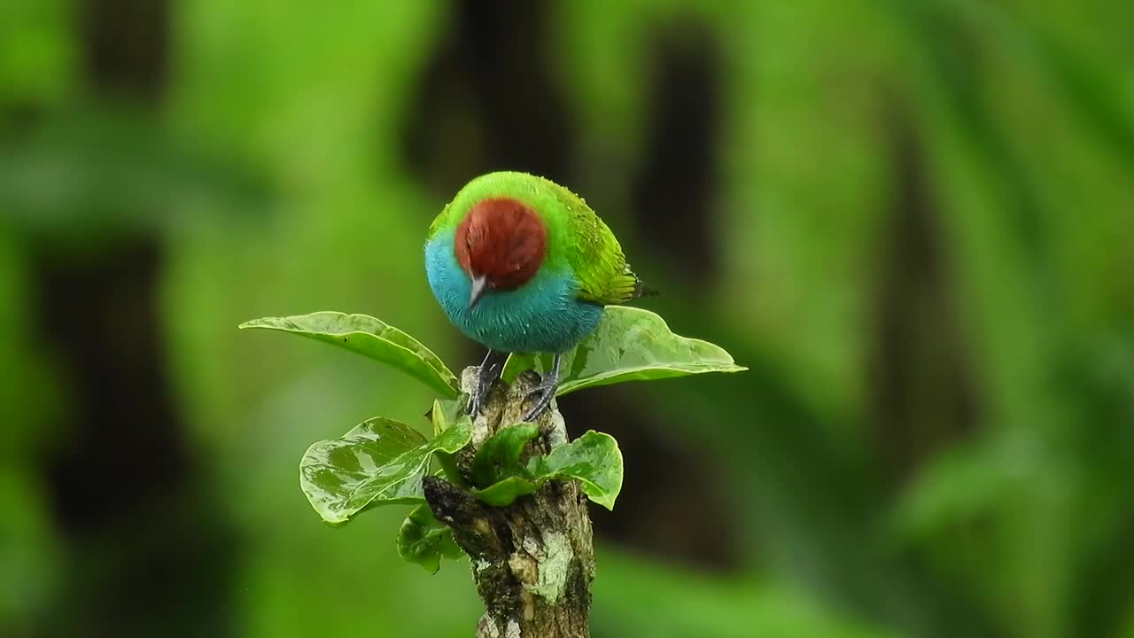 beautiful bird