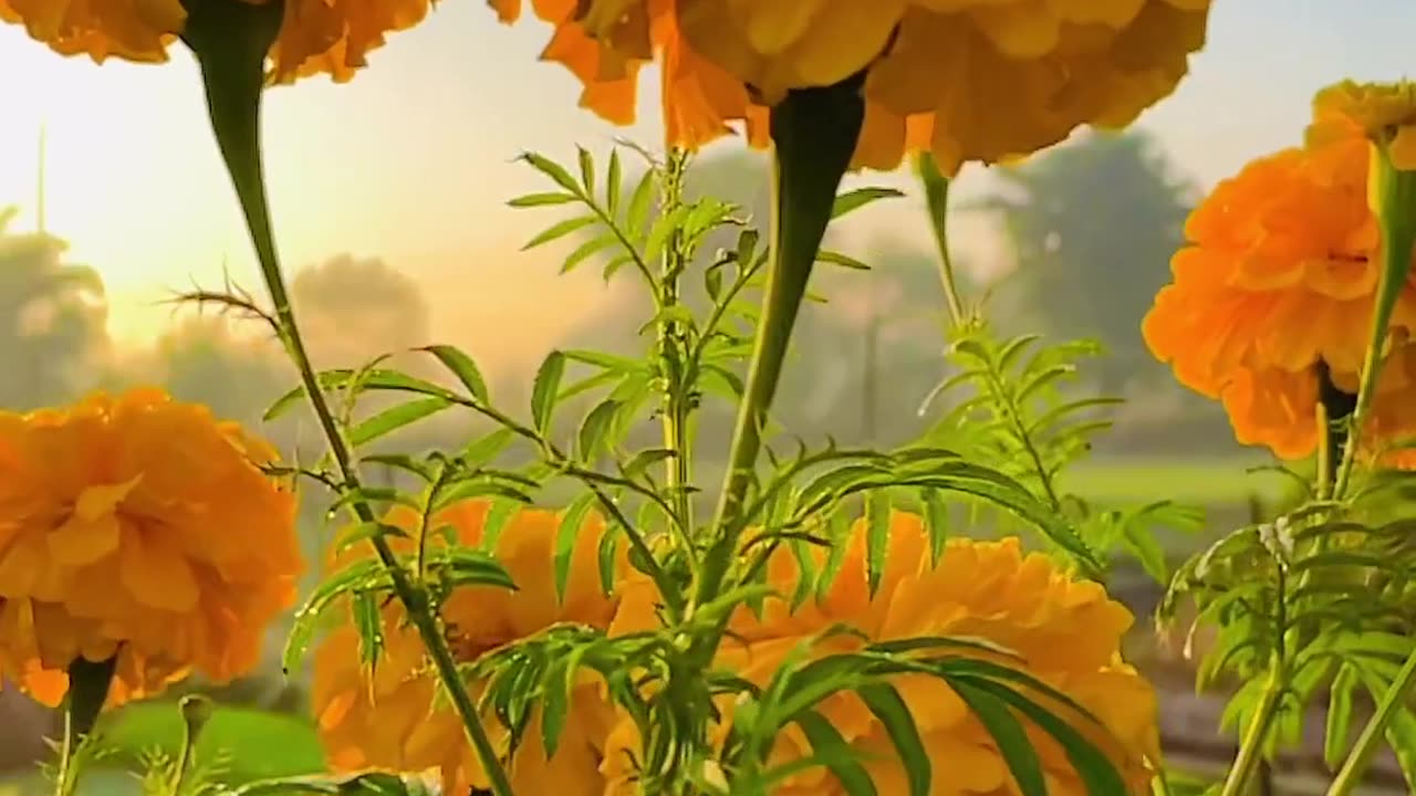 Enjoy the video of flowers with beautiful song ...!