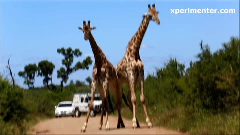 Giraffe Funny Dance In Safari Park