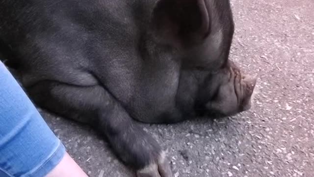 mypetpig#relax#chill