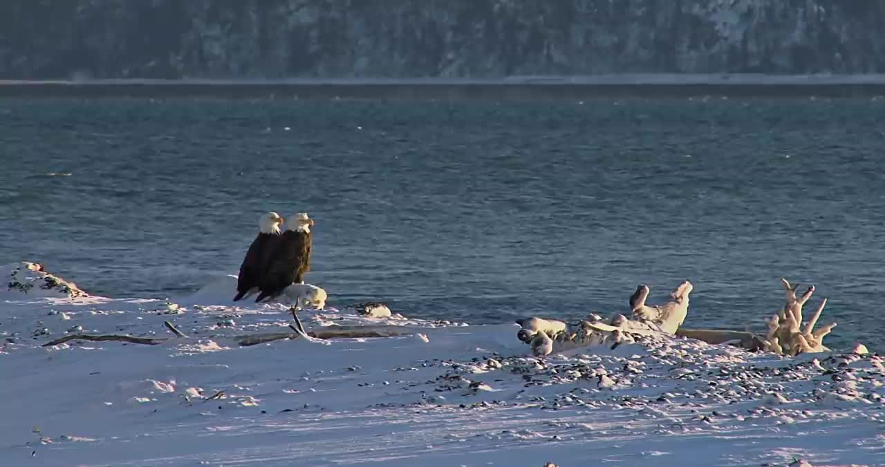 Bald Eagle: America’s Fursona