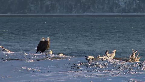 Bald Eagle: America’s Fursona