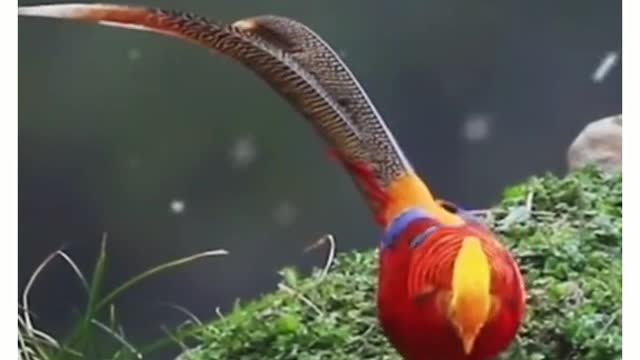 The bird spread its wings.