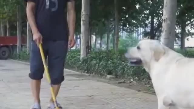 Dog Saves the Blind Man's Life #shorts #dog saves,