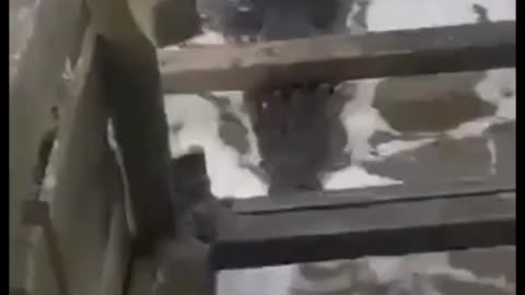 This is a beautiful and charming water-dwelling species