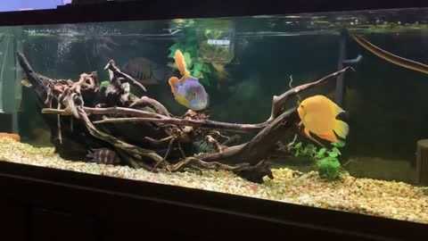 Aggressive 11” Gold Saum (Green Terror) In 125gallon American Cichlid Fish Tank