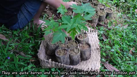 Make a pumpkin rig on the pond on a rainy heavy day, Revealing Duong private life. Primitive Skills