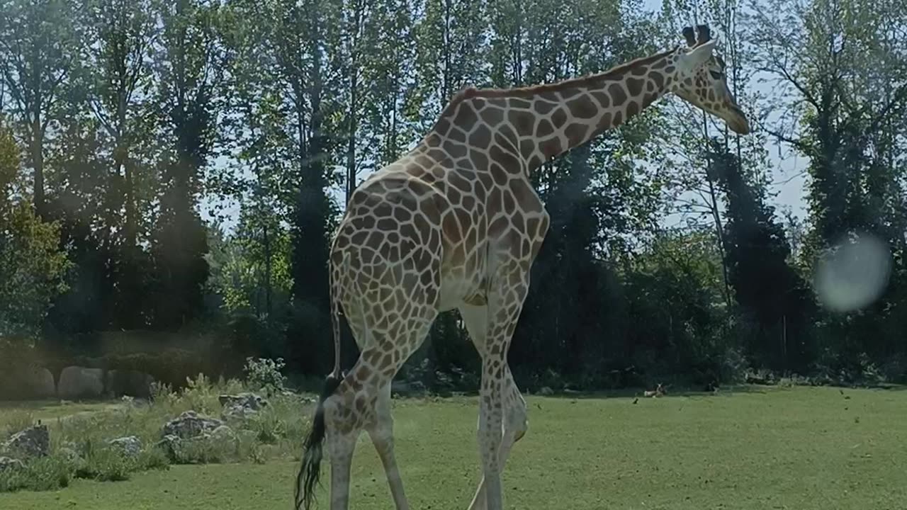 Giraffe 🦒 🦒 🦒 in calos my car