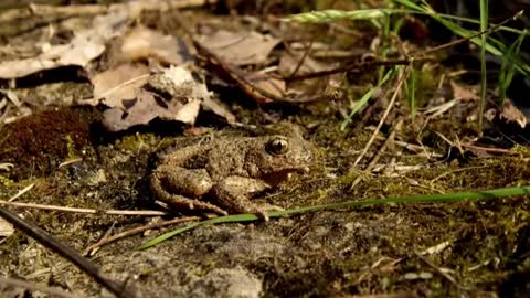 Top 10 Invasive Animals