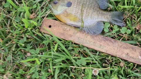 7 inch bluegill!