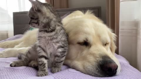 Golden Retriever and Baby Kitten Become Friends