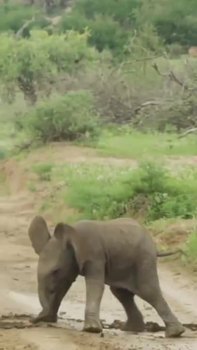 Baby Elephant's First Steps 👣