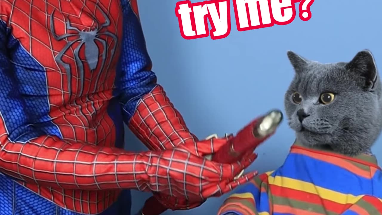 Oh my Poor Spider men Don't Try Agent Funny cat Videos