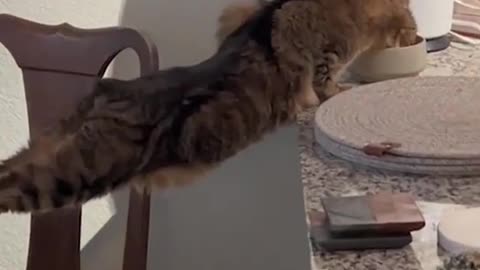 Funny dog and cats video try to stop laughing 🤣🤣🤣🤣