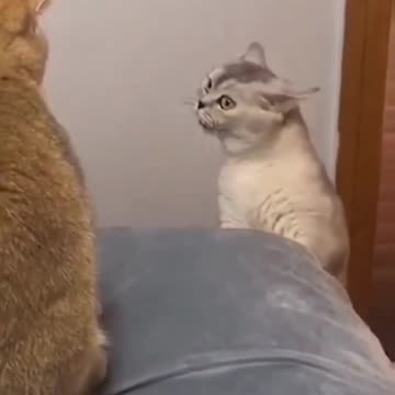 Fanny Cat Video and Kittecat Video