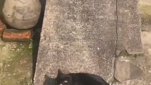 A Cat Gliding Down A Slope Will Bring A Smile To Your Face