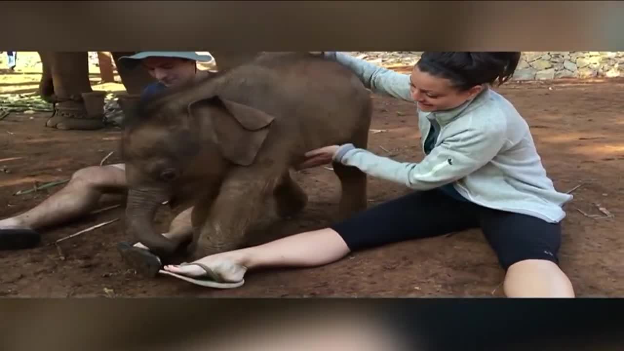 ELEPHANT ATTACK