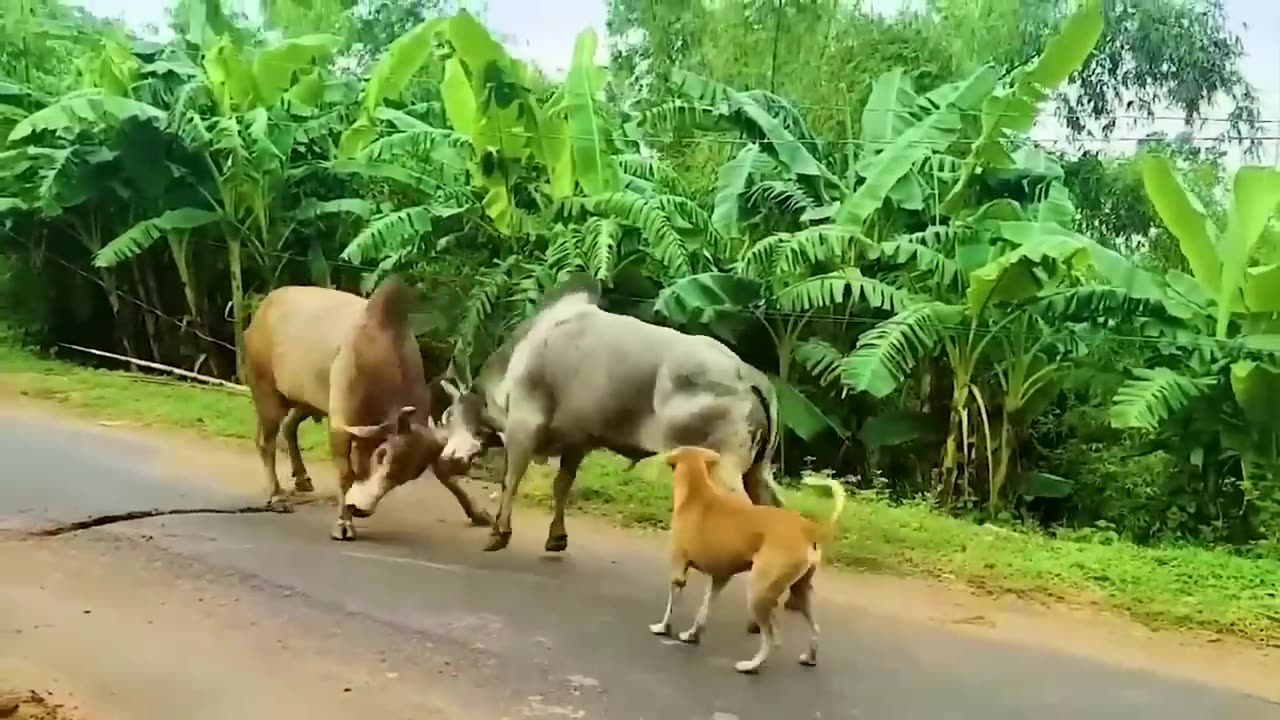 Craziest Animal Fights of All Time 2023