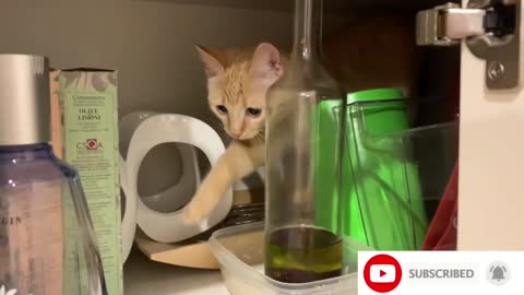 Hidden in the cupboard