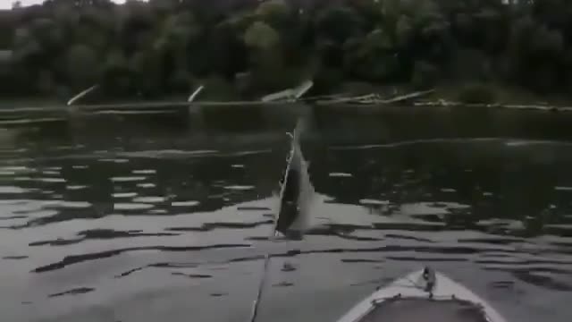 This is a beautiful and charming water-dwelling species