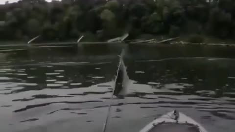 This is a beautiful and charming water-dwelling species