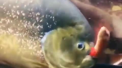 Dangerous Fish