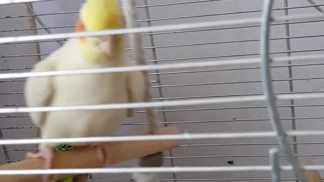 A bird playing in a cage.