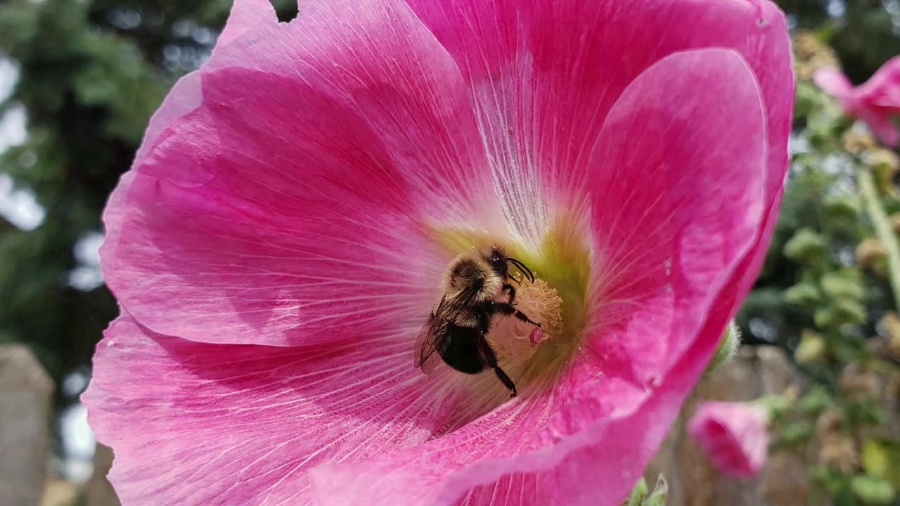 Flowers And A Hummingbird For You From Petunia