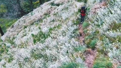 Savana Edelweis Rinjani Mountain