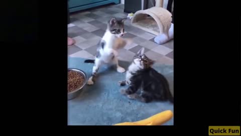 Dogs and Cats, Baby Pets Funny Videos