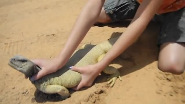 Erica captures a giant Uromastyx lizard in Saudi Arabia