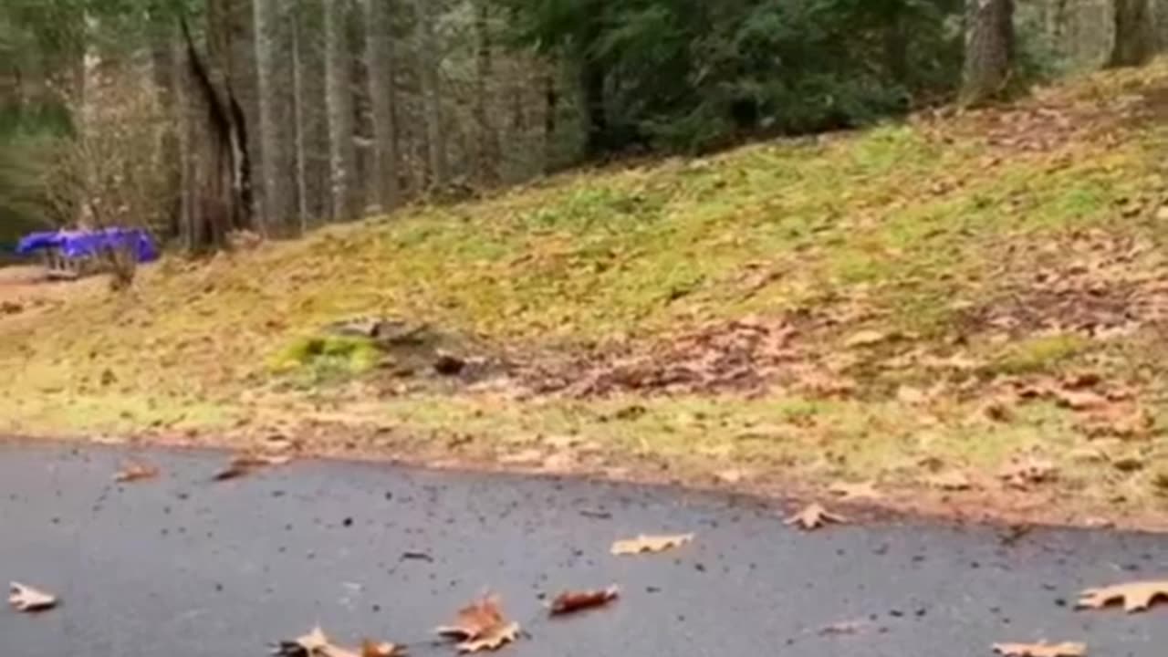Funny animals🤣🤣