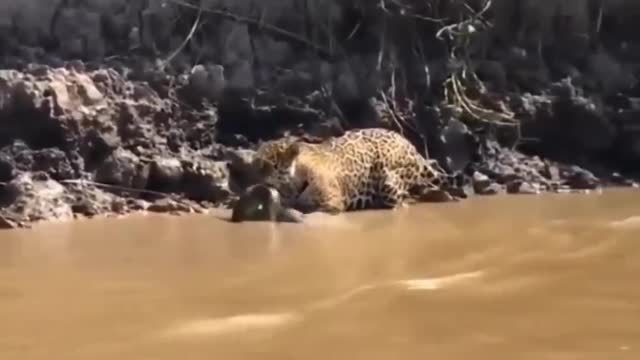 He should be the king of the jungle