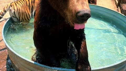 Tecia 🐯 and Eeko 🐻 cooling off together!