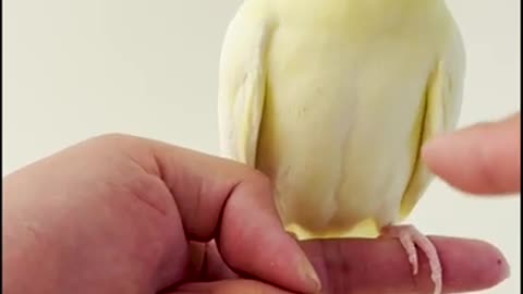 After One Year The Bird Agree to Shake Hand |Funny birds