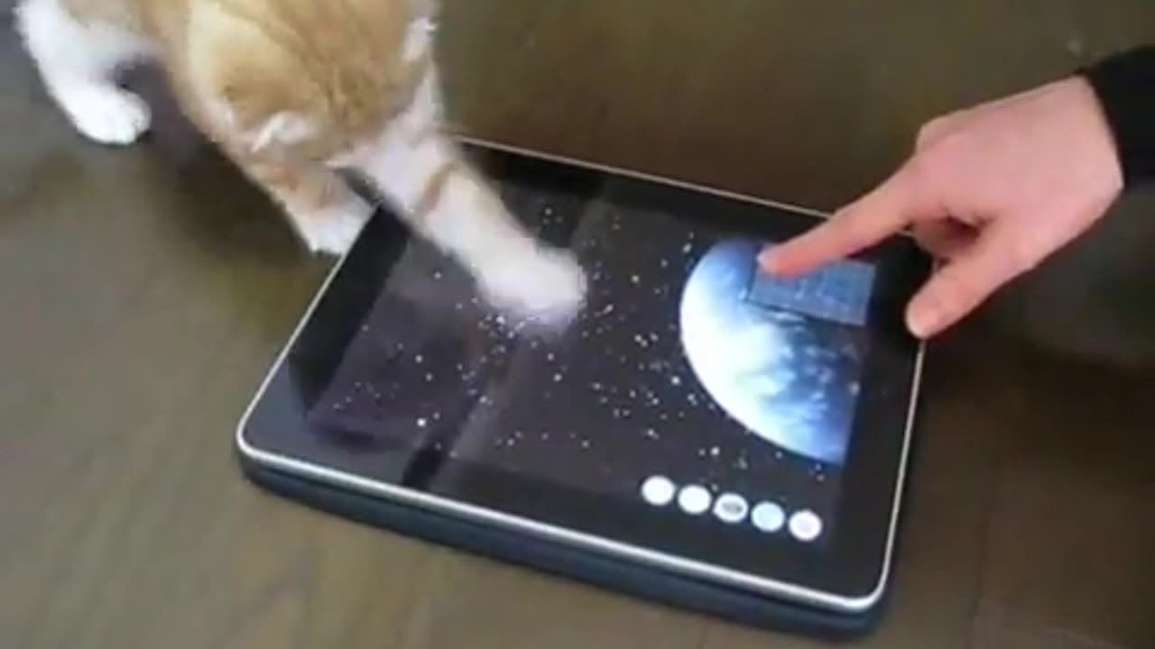 Cute kitten playing with an ipad