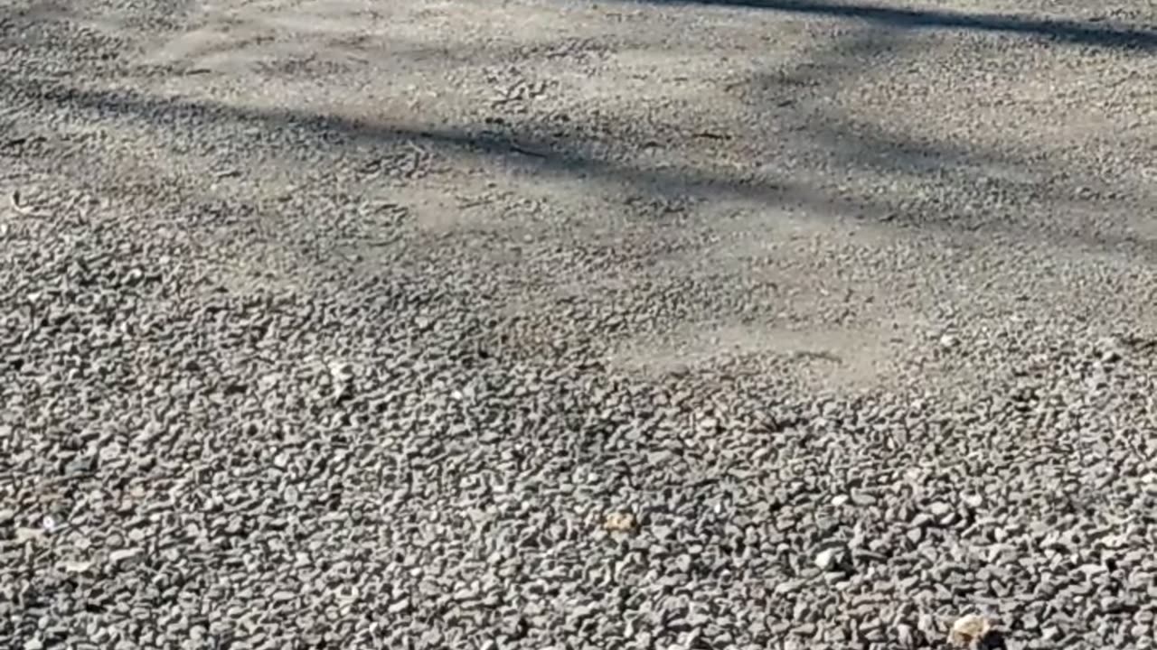 Chubby The Cat Eating and Enjoying The Great Outdoor