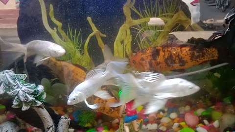 Fish fun 🐠🐋🐟Fish