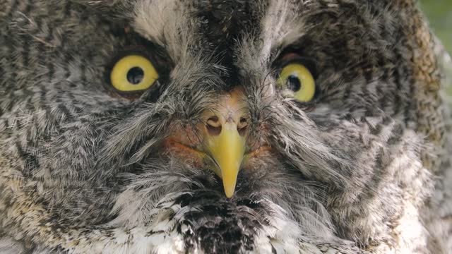 great gray owl strix is a very large