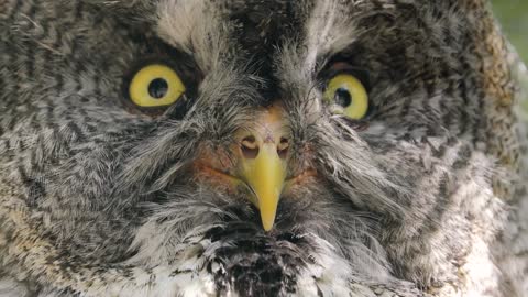 great gray owl strix is a very large