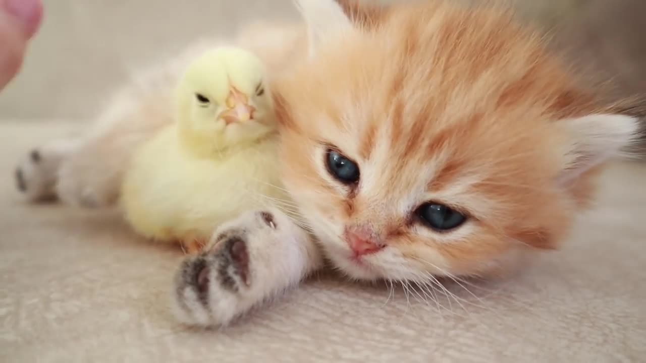 Baby Cats - Cute and Funny Cat Videos Compilation | Aww Animals