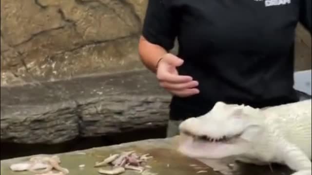 The crocodile is eating the food. This crocodile looks very rare