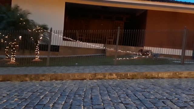 Dog Destroys the Christmas Decorations