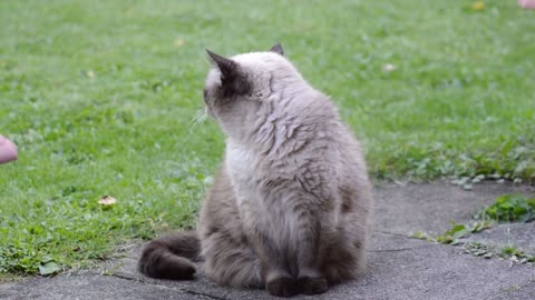 Cute cat | cat love | kitten | sleeping cat