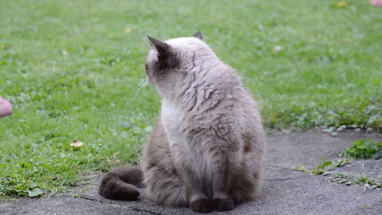 Cute cat | cat love | kitten | sleeping cat