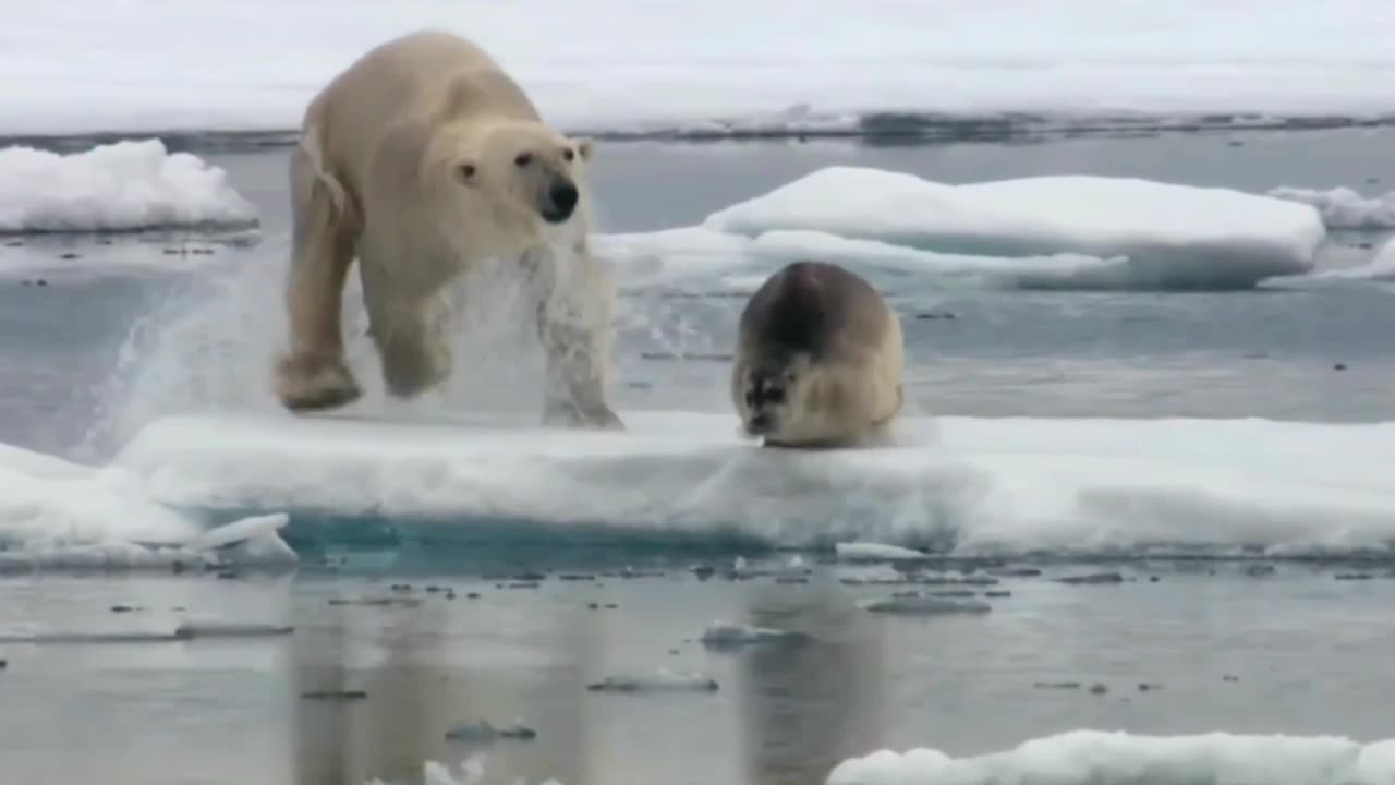Arctic Predator's Hunt: Polar Bear Targets Harbor Seal in the River!