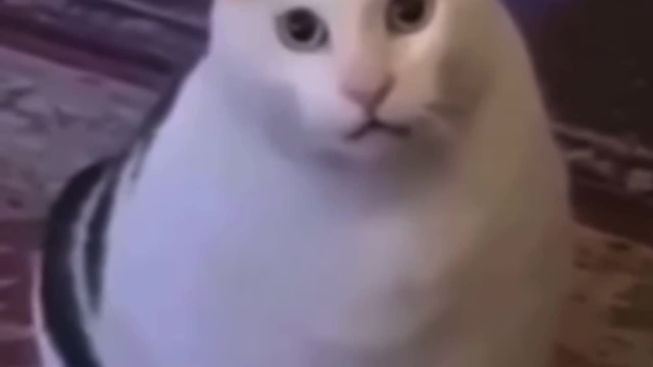 Cute cat’s HUH??