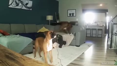 Student of cat under training
